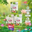 Trà lá ổi mix lá sen Hộp 60 túi lọc ,(giá mở bán )Thanh mát tốt cho sức khỏe.