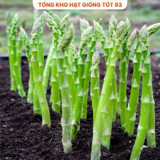 Hạt giống măng tây chịu nhiệt loại năng suất - hàng công ty Loại 1