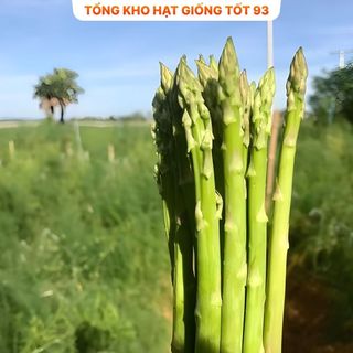 Hạt giống măng tây chịu nhiệt loại năng suất - hàng công ty Loại 1