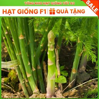 Hạt giống măng tây chịu nhiệt loại năng suất - hàng công ty Loại 1