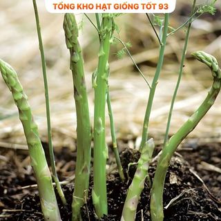 Hạt giống măng tây chịu nhiệt loại năng suất - hàng công ty Loại 1