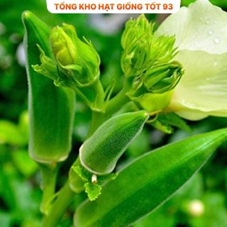Hạt giống Đậu Bắp Xanh  năng suất cao hàng công ty loại 1