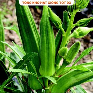 Hạt giống Đậu Bắp Xanh  năng suất cao hàng công ty loại 1