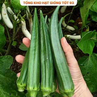 Hạt giống Đậu Bắp Xanh  năng suất cao hàng công ty loại 1