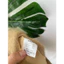 Mũ si tuyển Nhật mới toanh siêu đẹp
