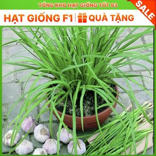 Hạt giống hẹ cao sản - hàng công ty Loại 1