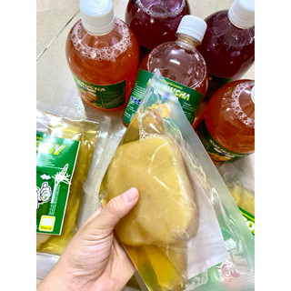 Con Giống Scoby Làm Trà Kombucha - Con Giống Làm Trà Kombucha Kèm 200ml Nước Mồi