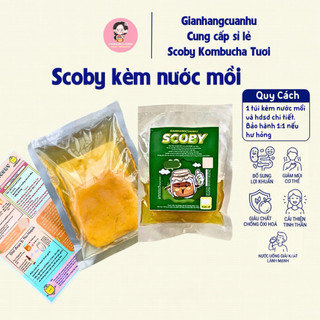 Con Giống Scoby Làm Trà Kombucha - Con Giống Làm Trà Kombucha Kèm 200ml Nước Mồi