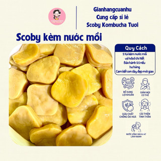 SCOBY Kombucha–Con giống khỏe,kèm nước mồi hdsd bảo hành