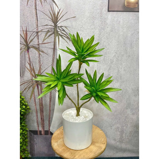 Cây giả-cây Phát lộc-Cây Phát Tài cao 60/90cm trang trí