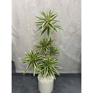 Cây giả-cây Phát lộc-Cây Phát Tài cao 60/90cm trang trí