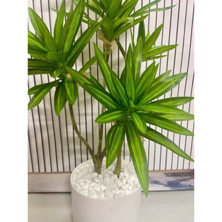 Cây giả-cây Phát lộc-Cây Phát Tài cao 60/90cm trang trí