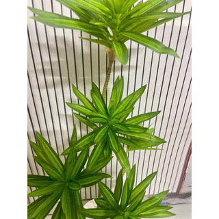 Cây giả-cây Phát lộc-Cây Phát Tài cao 60/90cm trang trí