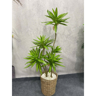 Cây giả-cây Phát lộc-Cây Phát Tài cao 60/90cm trang trí