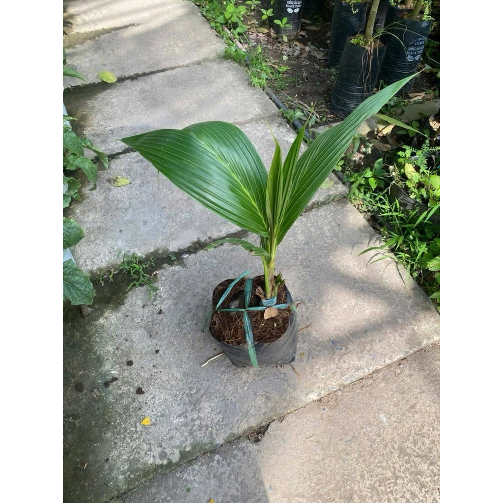 CÂY DỪA DỨA THƠM THÁI LAN – GIỐNG CHUẨN Bến tre.