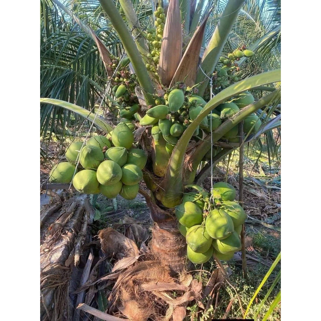 CÂY DỪA DỨA THƠM THÁI LAN – GIỐNG CHUẨN Bến tre.