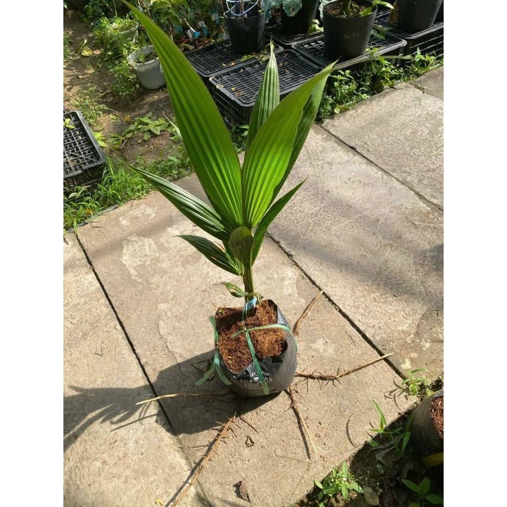 CÂY DỪA DỨA THƠM THÁI LAN – GIỐNG CHUẨN Bến tre.