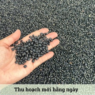 [500Gr] Đậu Đen Xanh Lòng Hữu Cơ Hồn Quảng  -  Đậu Sạch, Hạt To, Nhanh Mềm - Rang nước, Nấu chè, Làm Sữa Bao Ngon