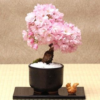 Hạt giống hoa anh đào Nhật Bản -Japanese Sakura Seeds-10viên