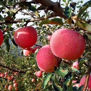 Hạt Giống Táo - apple seeds for planting-20Hạt
