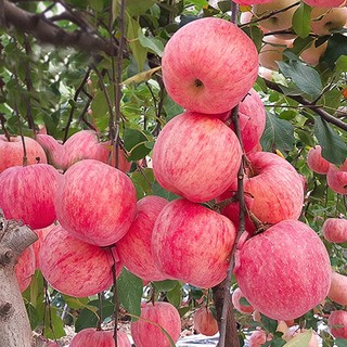 Hạt Giống Táo - apple seeds for planting-20Hạt