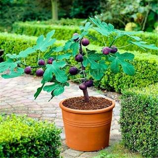 Hạt giống sung ngọt-Fig Seeds for Planting-600 hạt