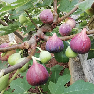 Hạt giống sung ngọt-Fig Seeds for Planting-600 hạt