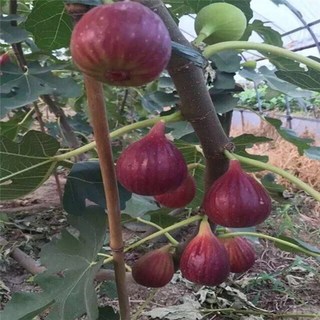 Hạt giống sung ngọt-Fig Seeds for Planting-600 hạt