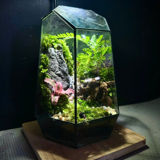 Terrarium " Nguyệt Thủy Sinh Cảnh " quà tặng sinh nhật ý nghĩa decor bàn làm việc bàn học