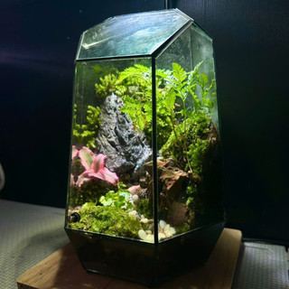 Terrarium " Nguyệt Thủy Sinh Cảnh " quà tặng sinh nhật ý nghĩa decor bàn làm việc bàn học