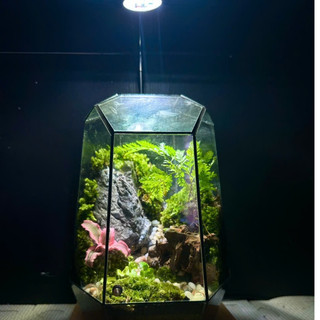 Terrarium " Nguyệt Thủy Sinh Cảnh " quà tặng sinh nhật ý nghĩa decor bàn làm việc bàn học