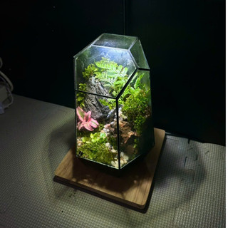 Terrarium " Nguyệt Thủy Sinh Cảnh " quà tặng sinh nhật ý nghĩa decor bàn làm việc bàn học