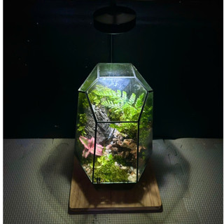 Terrarium " Nguyệt Thủy Sinh Cảnh " quà tặng sinh nhật ý nghĩa decor bàn làm việc bàn học