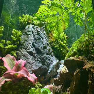 Terrarium " Nguyệt Thủy Sinh Cảnh " quà tặng sinh nhật ý nghĩa decor bàn làm việc bàn học