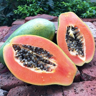Hạt giống đu đủ sản - siêu trái,  vị ngọt, dễ trồng quanh năm-Papaya Seeds for Planting-20viên