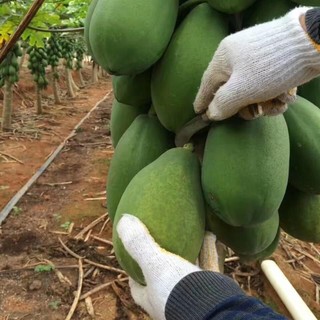 Hạt giống đu đủ sản - siêu trái,  vị ngọt, dễ trồng quanh năm-Papaya Seeds for Planting-20viên