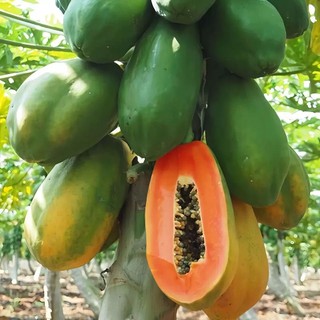 Hạt giống đu đủ sản - siêu trái,  vị ngọt, dễ trồng quanh năm-Papaya Seeds for Planting-20viên