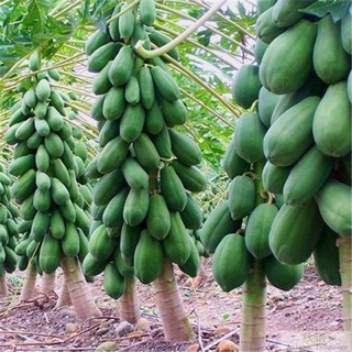 Hạt giống đu đủ sản - siêu trái,  vị ngọt, dễ trồng quanh năm-Papaya Seeds for Planting-20viên