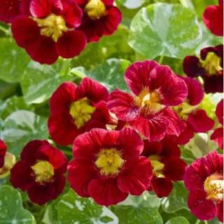 Hạt Giống  Nhiều Màu Dễ Trồng Hoa  -Nasturtium Seeds-10viên