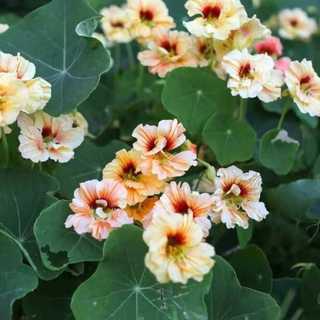 Hạt Giống  Nhiều Màu Dễ Trồng Hoa  -Nasturtium Seeds-10viên