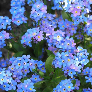 Hạt giống hoa Lưu Ly xanh -Forget-me-not Seed-100viên