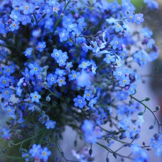 Hạt giống hoa Lưu Ly xanh -Forget-me-not Seed-100viên