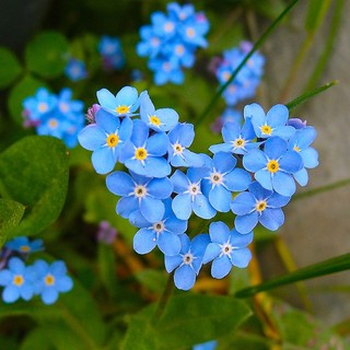 Hạt giống hoa Lưu Ly xanh -Forget-me-not Seed-100viên