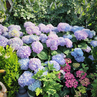 Hạt giống hoa cẩm tú cầu đủ màu-Hydrangea Flower Seeds-10viên