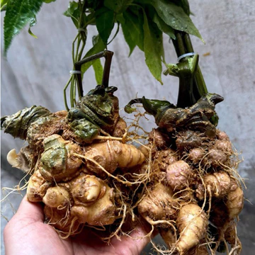 1kg Sâm Lai Châu, Sâm Ngọc Linh Lai Châu Chuẩn Rừng Già Đanh 7 Năm Tuổi