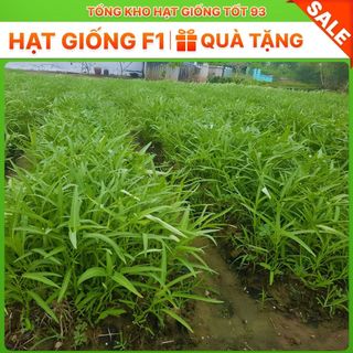 Hạt giống Rau muống lá tre hàng công ty chất lượng cao loại 1