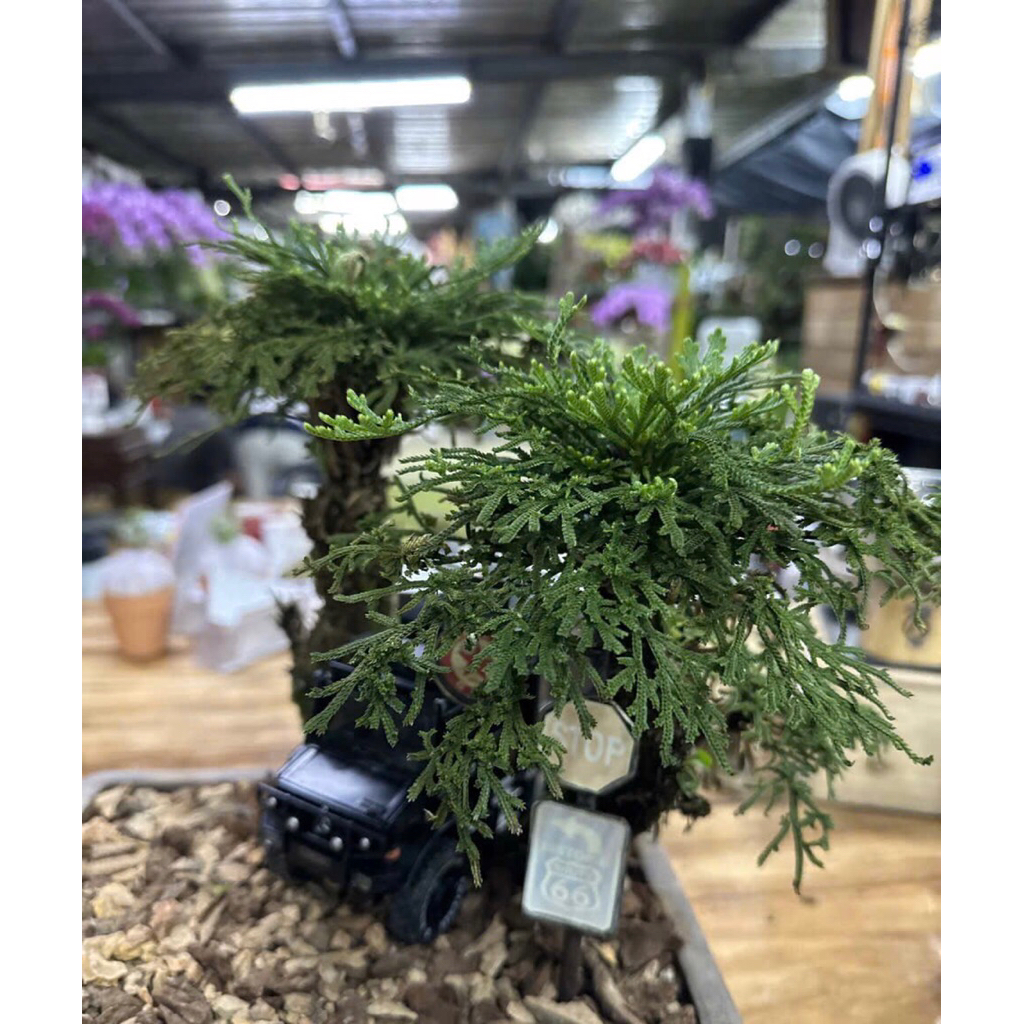 Trường sinh thảo siêu bonsai mini,cây thuỷ canh, thuần vườn.Cao 5-7cm