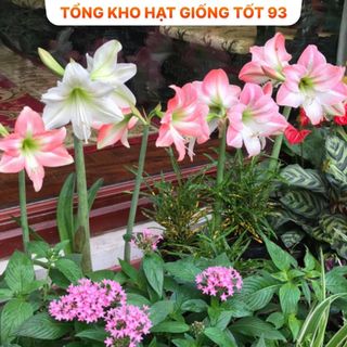 1kg củ hoa Huệ Tây đủ màu dễ trồng hoa lặp nhiều lần, rất dễ chăm sóc - hàng công ty, Loại 1