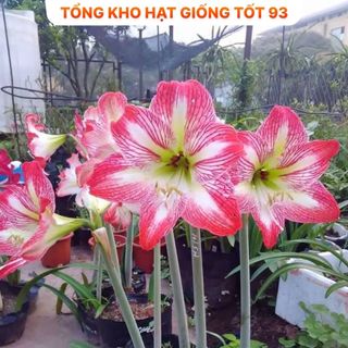 1kg củ hoa Huệ Tây đủ màu dễ trồng hoa lặp nhiều lần, rất dễ chăm sóc - hàng công ty, Loại 1