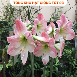1kg củ hoa Huệ Tây đủ màu dễ trồng hoa lặp nhiều lần, rất dễ chăm sóc - hàng công ty, Loại 1